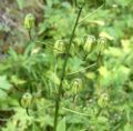 Lilium martagon